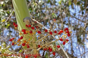 Tropical Mockingbird feeding on palm fruit