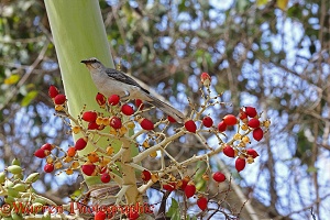 Tropical Mockingbird on palm fruit
