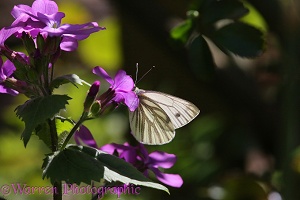 Green-veined White Butterfly feeding on Honesty