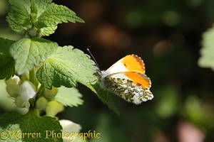Orange-tip Butterfly sunning
