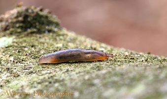 Chestnut Slug