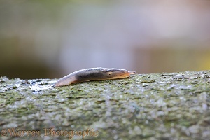 Chestnut Slug