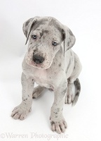 Great Dane puppy sitting and looking up