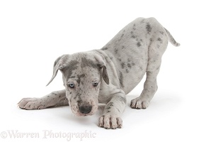 Great Dane puppy in play-bow stance