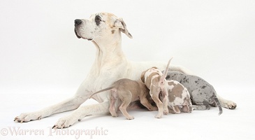 Great Dane mother with suckling pups