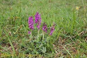 Early Purple Orchid on Cotswold downland