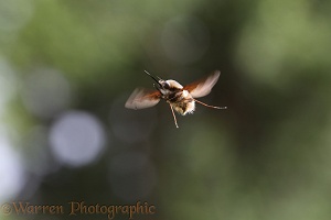 Bee fly hovering