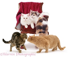 Group of Cats around a child's chair