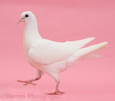 White dove walking on pink background