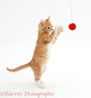 Ginger kitten grasping a toy