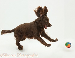 Chocolate Cocker Spaniel leaping for a ball