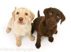 Chocolate and yellow Labrador Retriever pups
