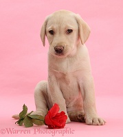 Yellow Labrador Retriever pup with red rose