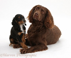 Chocolate working Cocker Spaniel and tricolour pup