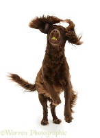 Chocolate Cocker Spaniel leaping and catching a ball