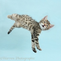 Cute tabby kitten flying