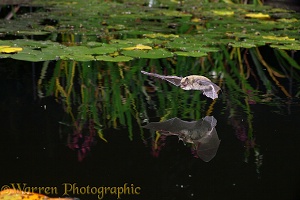 Pipistrelle bat flying over water