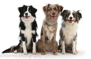 Three Miniature American Shepherd dogs