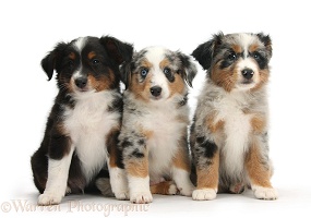 Three Miniature American Shepherd puppies