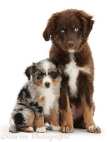 Miniature American Shepherd puppies