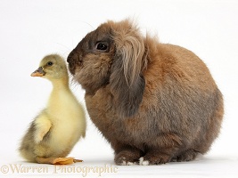 Cute Gosling and Lionhead Lop rabbit