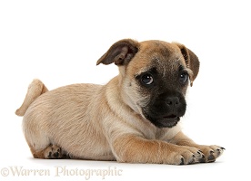 Playful Jug puppy (Pug x Jack Russell)