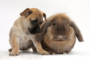 Jug puppy (Pug x Jack Russell) and rabbit