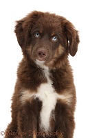 Chocolate blue-eyed Mini American Shepherd puppy
