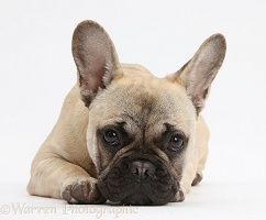 French Bulldog lying with chin on the floor