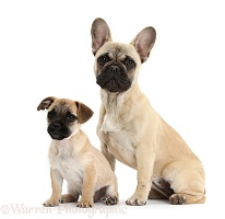 Jug puppy (Pug x Jack Russell) and French Bulldog