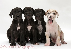 Four Great Dane puppies sitting