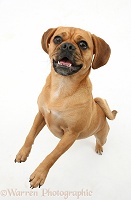 Puggle standing up