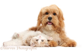 Ginger-and-white Siberian kitten and Cavapoo