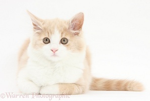 Ginger-and-white Siberian kitten, 16 weeks old
