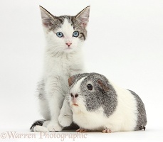 Blue-eyed tabby-and-white kitten and Guinea pig