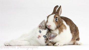 Blue-eyed tabby-and-white kitten and rabbit