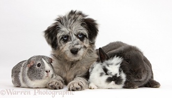 Blue merle Cadoodle puppy, Guinea pig and bunnies