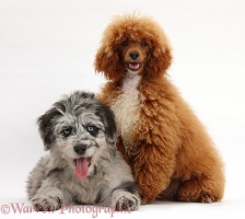 Blue merle Cadoodle puppy and adult red toy Poodle
