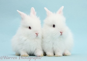 Two cute blue-eyed white baby bunnies