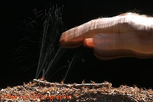 Wood Ants jetting formic acid