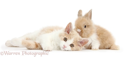 Ginger-and-white Siberian kitten and baby bunny