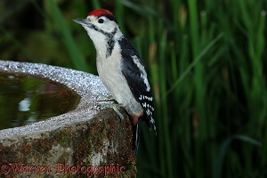 Great Spotted Woodpecker juvenile on birdbath