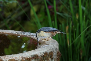 Nuthatch drinking from birdbath
