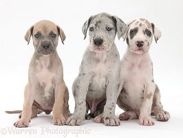 Three Great Dane puppies sitting together