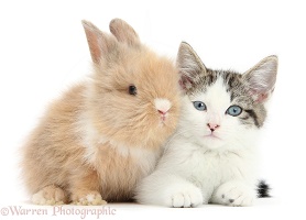 Blue-eyed tabby-and-white kitten and baby bunny