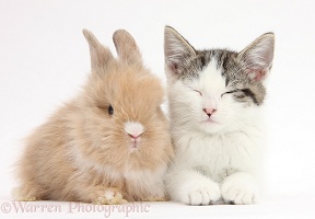 Tabby-and-white kitten and baby bunny