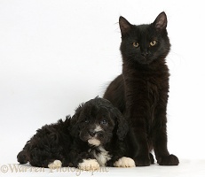 Fluffy black kitten with black-and-white puppy