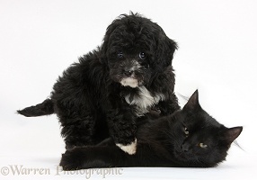 Black-and-white Cavapoo pup and black kitten