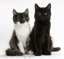 Black and dark silver-and-white kittens, sitting