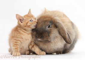 Ginger kitten and Lionhead-Lop rabbit
